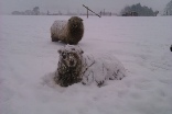 Greyface Dartmoor wakes up to find it's been snowing