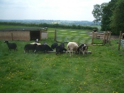 Newly sheared Balwen and Jacob ewes