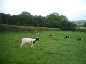 Jacob sheep - 2 ewes, sheared, and 5 lambs