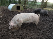 Welsh boar (Jones)