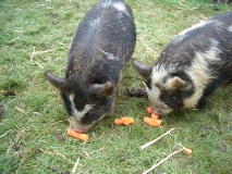 Chase View Farm Kune Kune