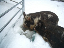 Kune Kunes tunnelling through the snow to their water trough.