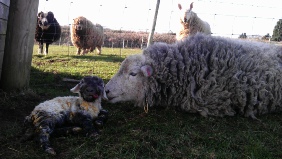 Herdy lamb, just out. 3 rams looking on, wondering.