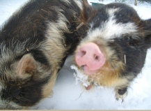 Kunekune at Chase View Farm