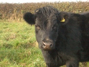 Dexter calf at 10 months