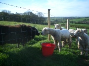 Getting to know you, over lunch. Balwen ram and Greyface Dartmoor ewes