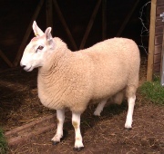 Border Leicester ram