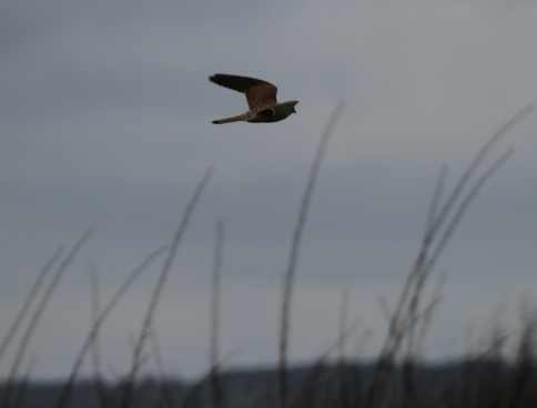 Chase View Farm kestrel Chase View Farm kestrel