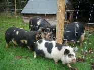 Large Black piglets - you can see why they're called Elephant Pigs