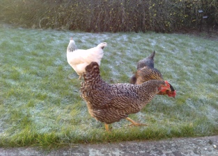 Chase View Farm chickens