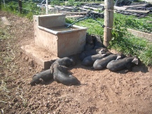10 Large Black piglets enjoying some sunshine