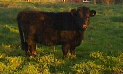 Dexter heifer