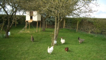 high-rise accommodation in our orchard for some chickens