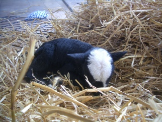 Balwen lamb in a dog crate whilst it needed a little TLC