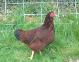 rhode island red