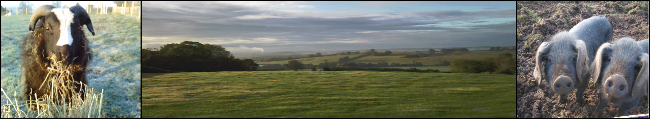 Large Black pigs at Chase View Farm