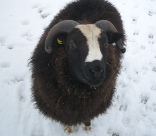 Balwen Welsh mountain sheep ram