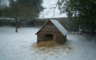 Kune Kune pig arc in the snow