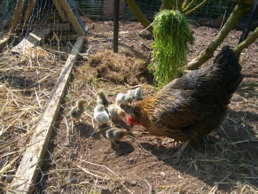 Surrogate mother hen with 8 chicks (4 Lavendar Pekin and 4 Sablepoot)
