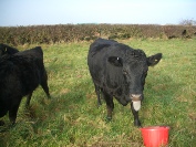 Dexter cow showing off her bucket cleaning equipment