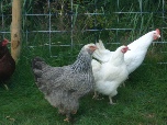 cream legbar, silver laced brahma and pekin bantam