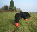 Dexter cattle, heads in buckets